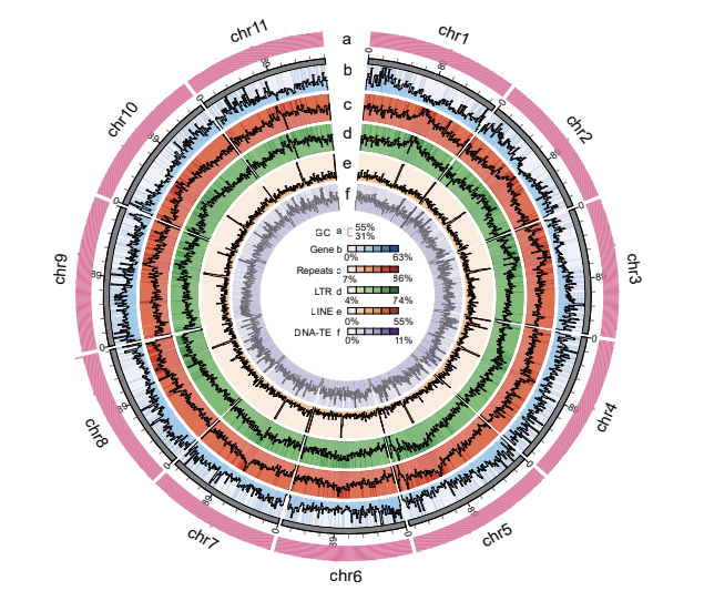 图1B：从外圈到内圈的圆圈图代表11条T2T染色体（Chr01-Chr11）